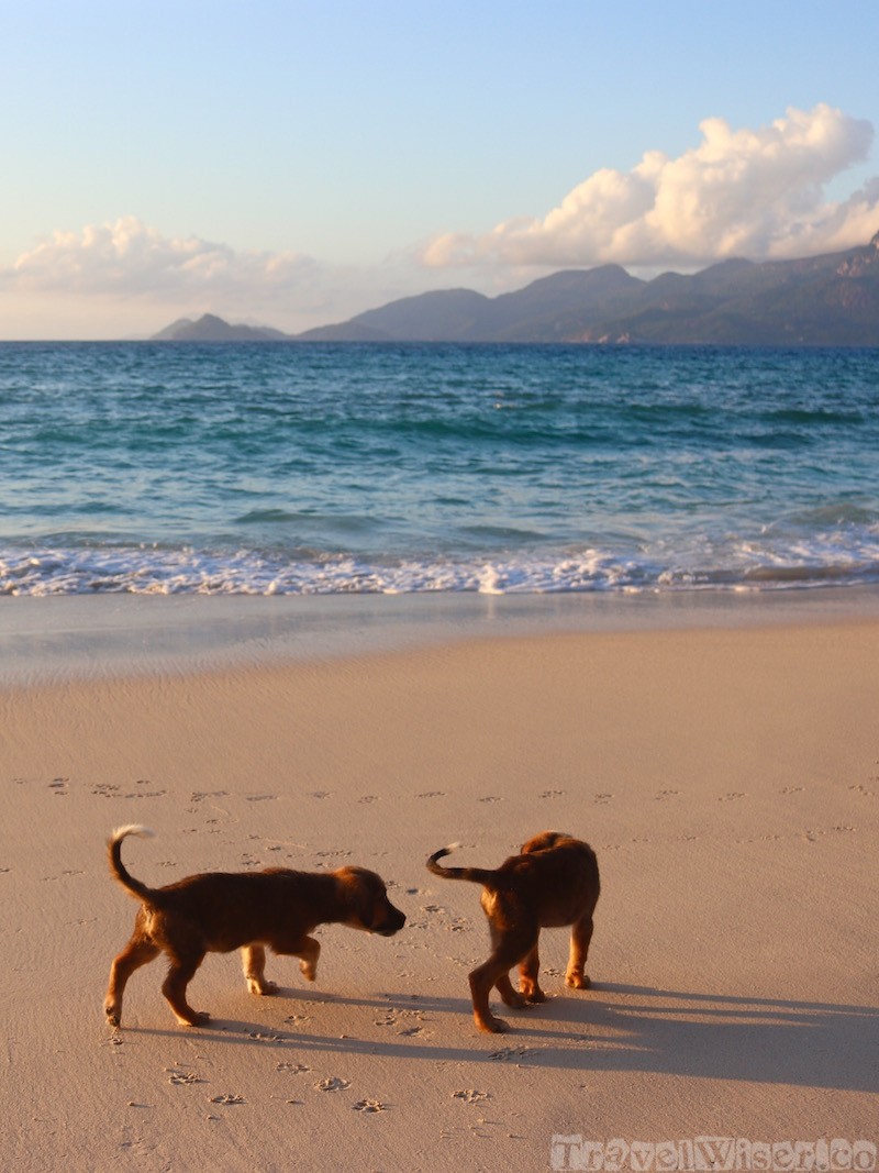 Stary puppies on Anse Soleil beach, Seychelles