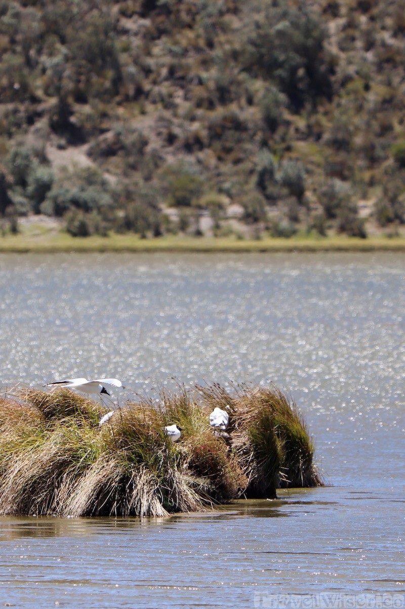 Andean gulls, Laguna Limpiopungo Cotopaxi