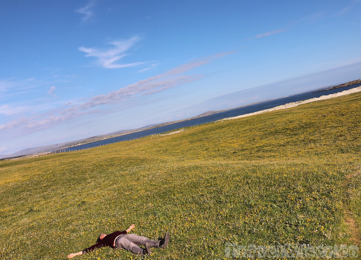 Field of flowers in Connemara Ireland