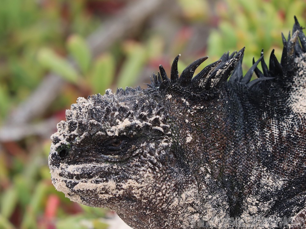 Sand-covered marine iguana, Tortuga Bay Isla Santa Cruz