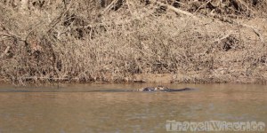 Black Caiman, Rupununi River Guyana