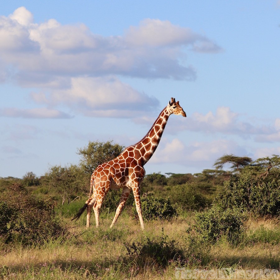 Reticulated giraffe Samburu Special Five Northern Kenya