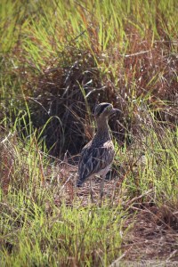 Thick-knee, Karanambu savannah Guyana