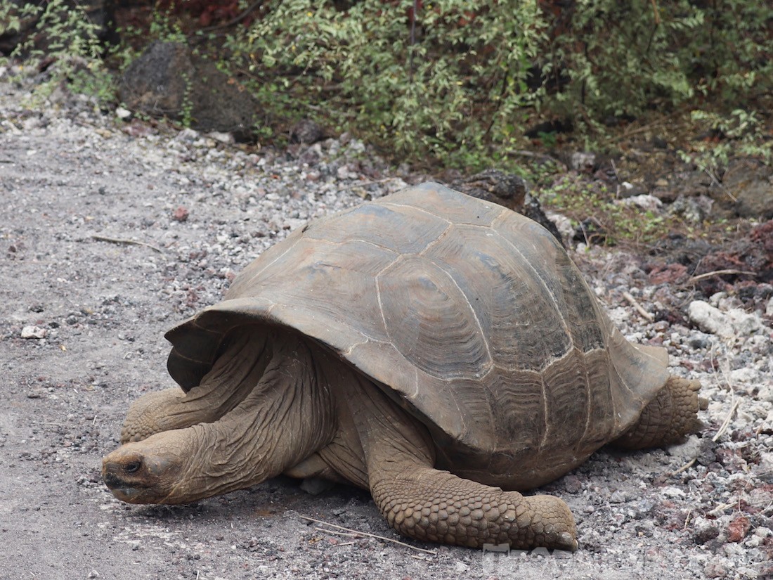 Galapago tortoise, Isla Isabela