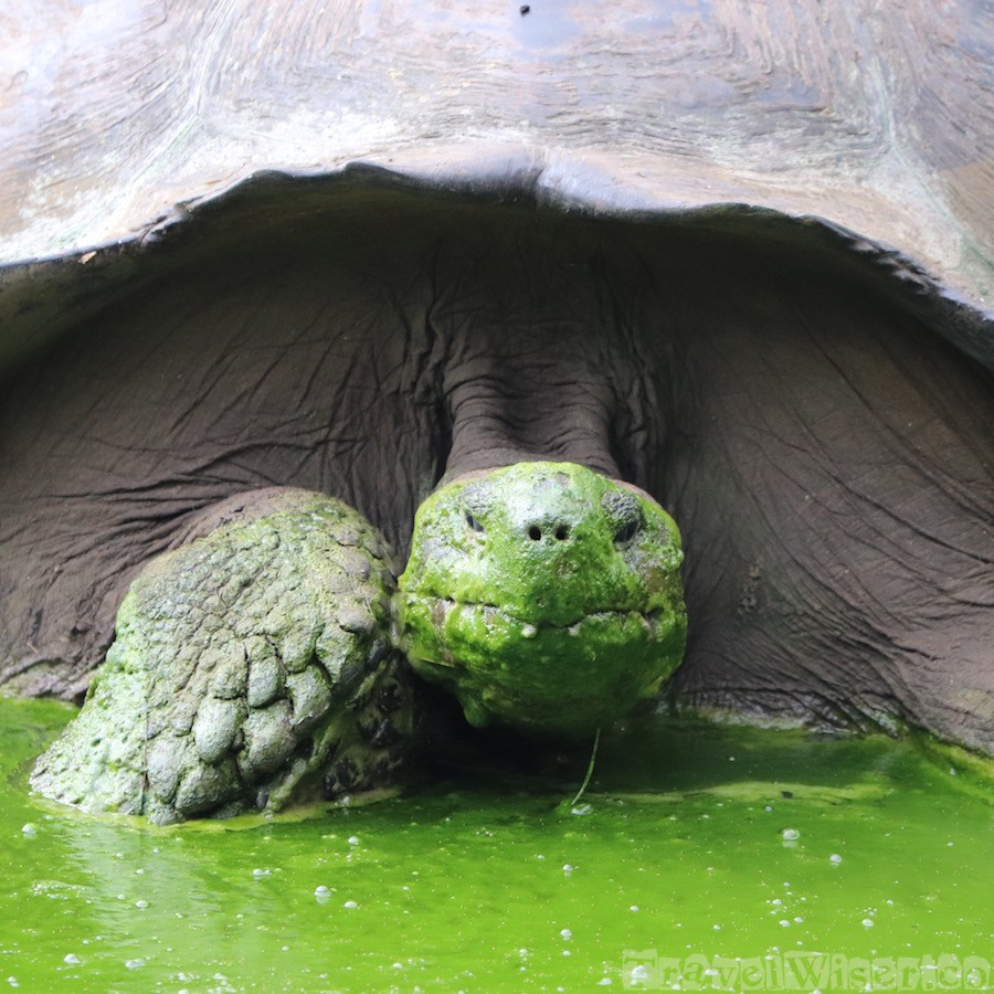 Giant Galapagos tortoise in green mud bath