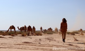 Dromedaries in the Eastern Desert, Jordan