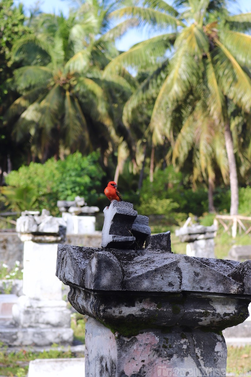 Red cardinal fody on a grave stone at l'Union Estate La Digue
