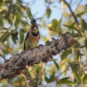 Crested barbet Kruger National Park SA