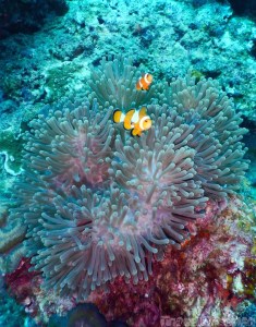 Clownfish in their anemone, Surin Islands