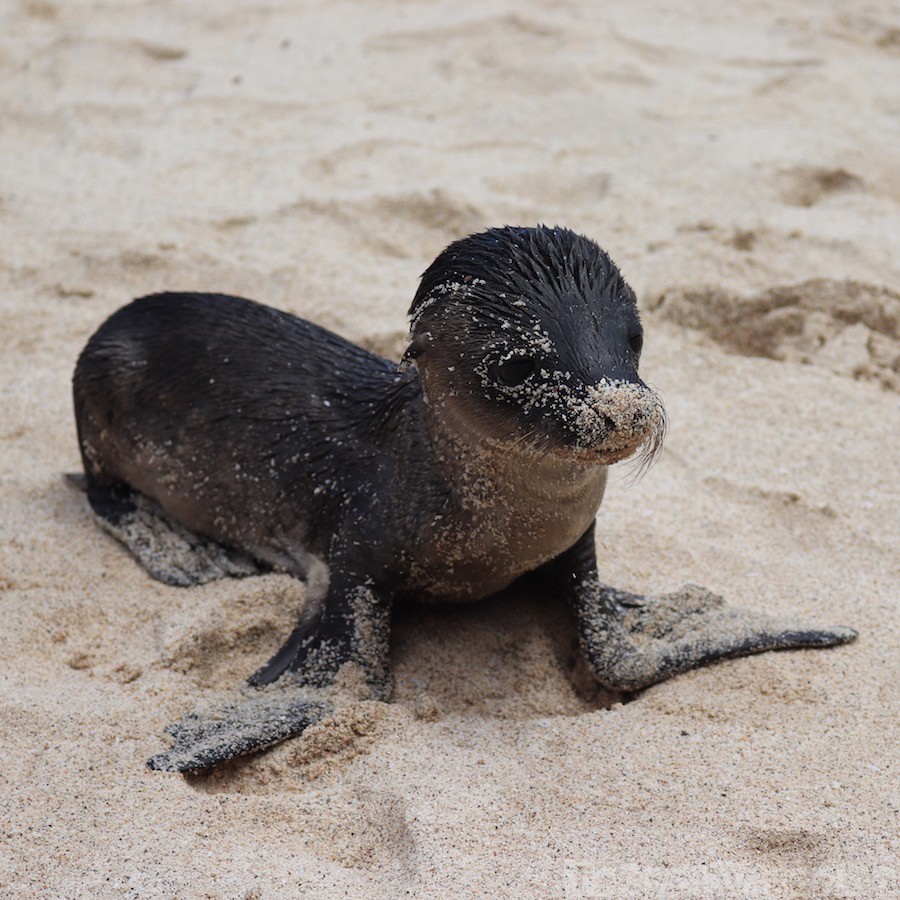 Small sea lion pup
