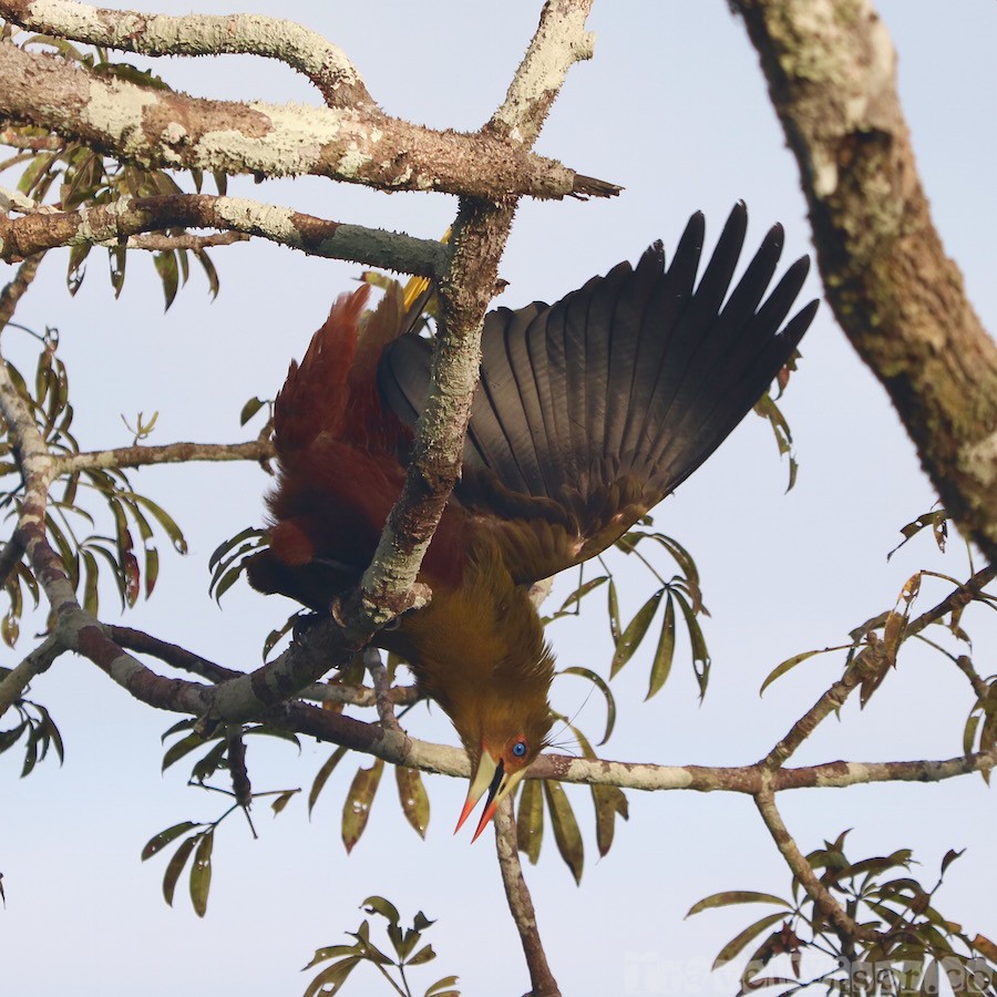 Green orependola calling out