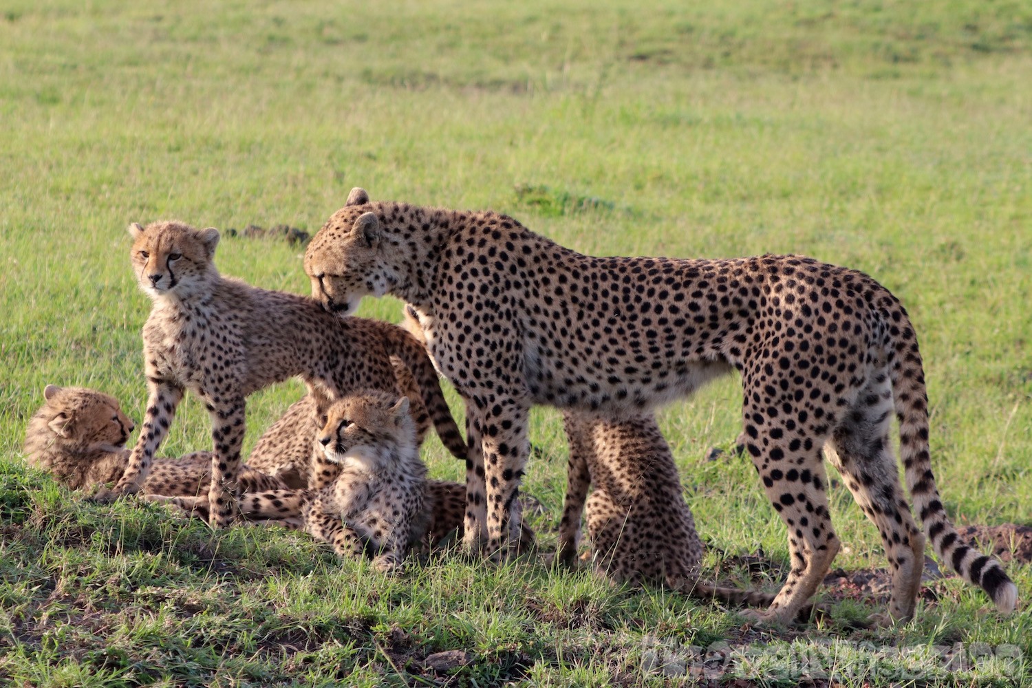 Cheetah with cubs, Mara North Conservancy Kenya