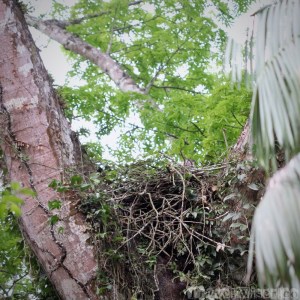 Harpy eagle nest near Mapari creek, Guyana