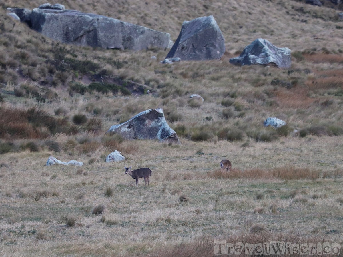 White-tailed deer, Chimborazo
