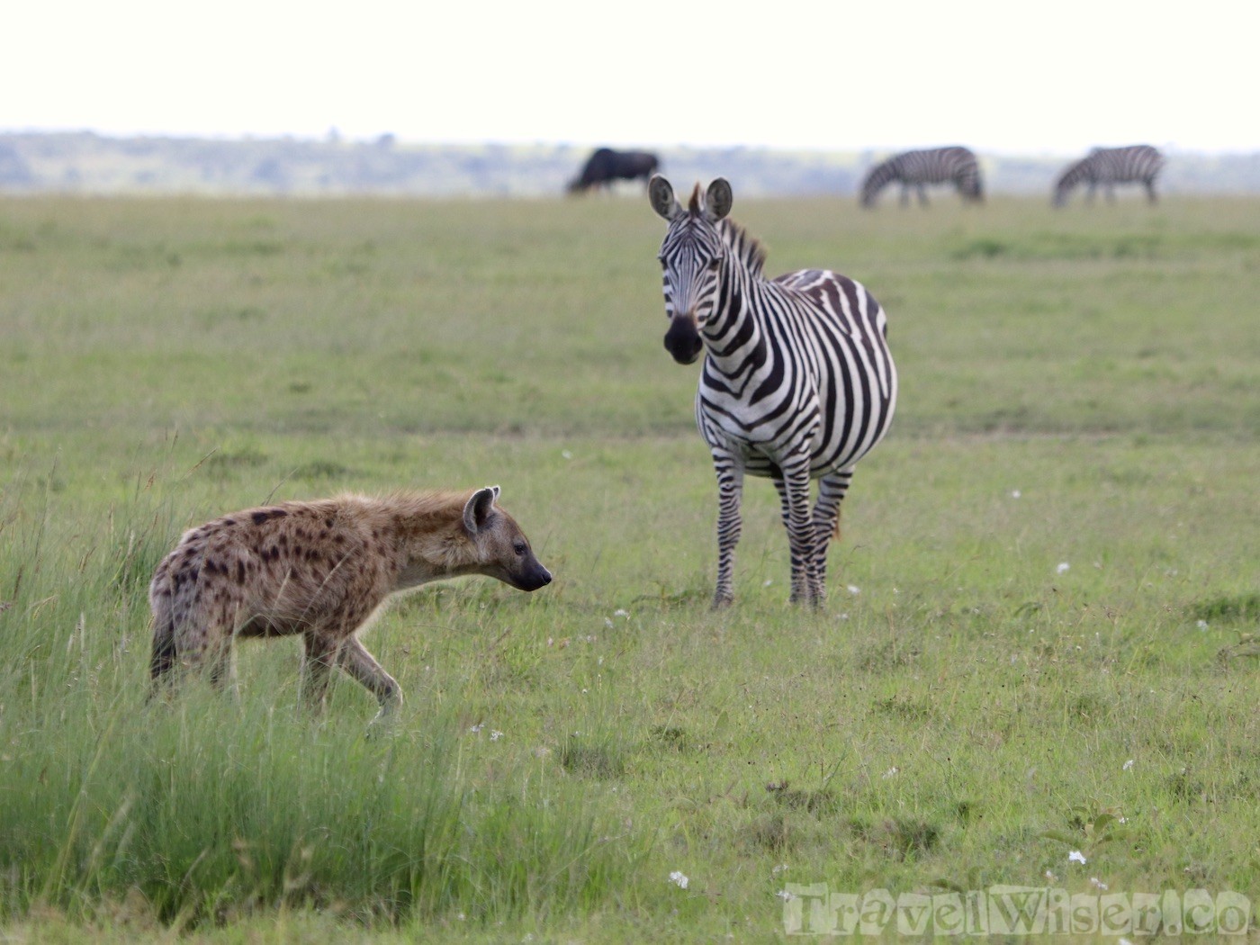 Zebra surveilling a hyena, Mara North Conservancy Kenya