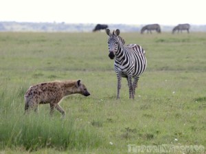 Zebra surveilling a hyena, Mara North Conservancy Kenya