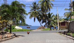 Rooster on the road in Charlotteville Tobago