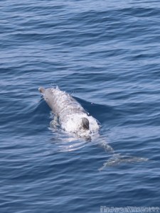 Dolphin, Andaman Sea Thailand