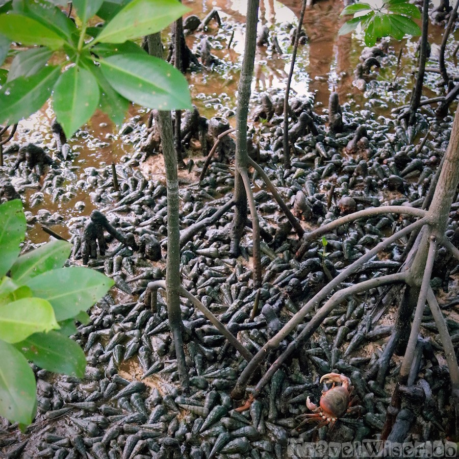 Curieuse Island mangroves with crab and sea snails