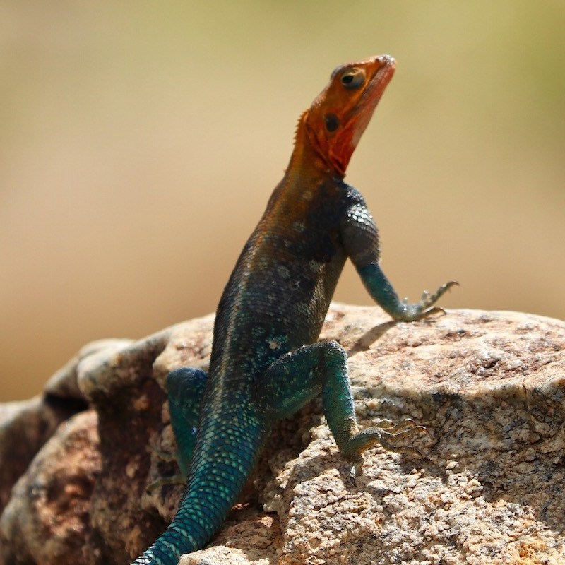 Red-headed rock agama lizard, Northern Kenya