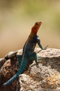 Red-headed rock agama lizard, Northern Kenya