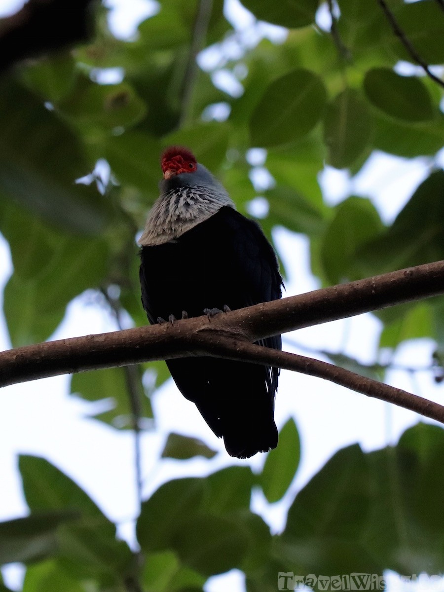 Seychelles blue pigeon