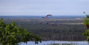 Macaws flying over the rainforest in Guyana