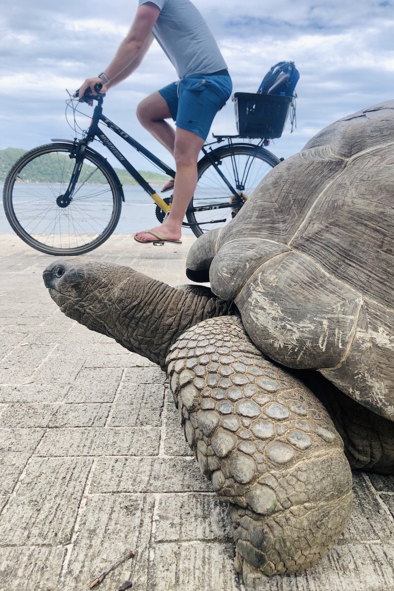 Cycling past giant tortoises on La Digue, Seychelles