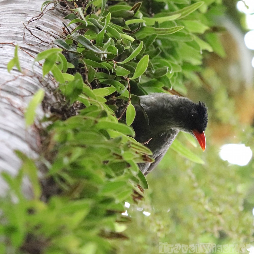 Seychelles bulbul, Vallee de Mai Praslin Island