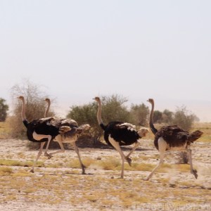 Ostriches in the Danakil Depression Ethiopia