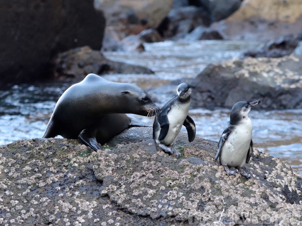 Sea lion and Galapagos penguins