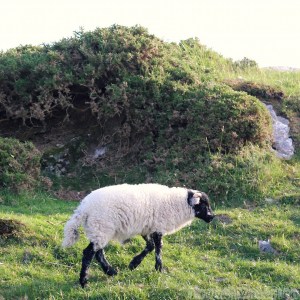 Lamb, Connemara Ireland