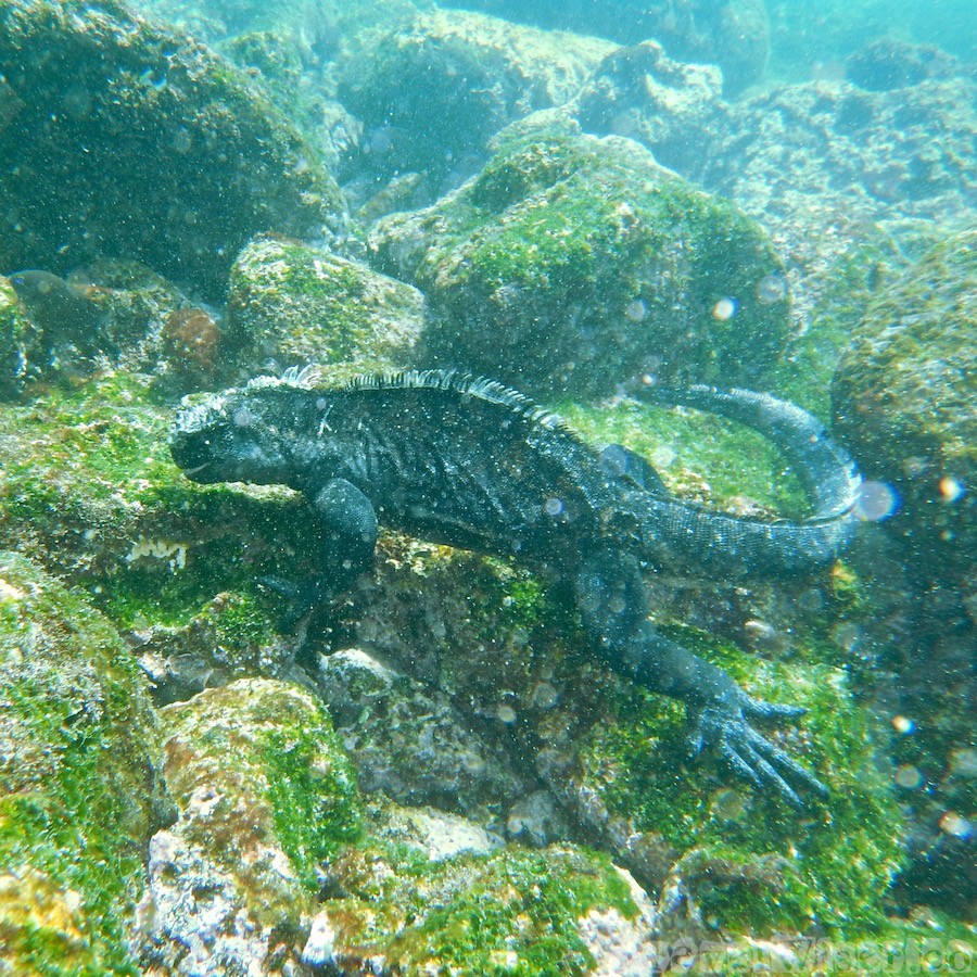 Marine iguana feeding underwater, Galapagos Ecuador