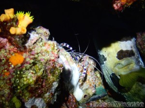 Boxer shrimp, night dive Surin Islands