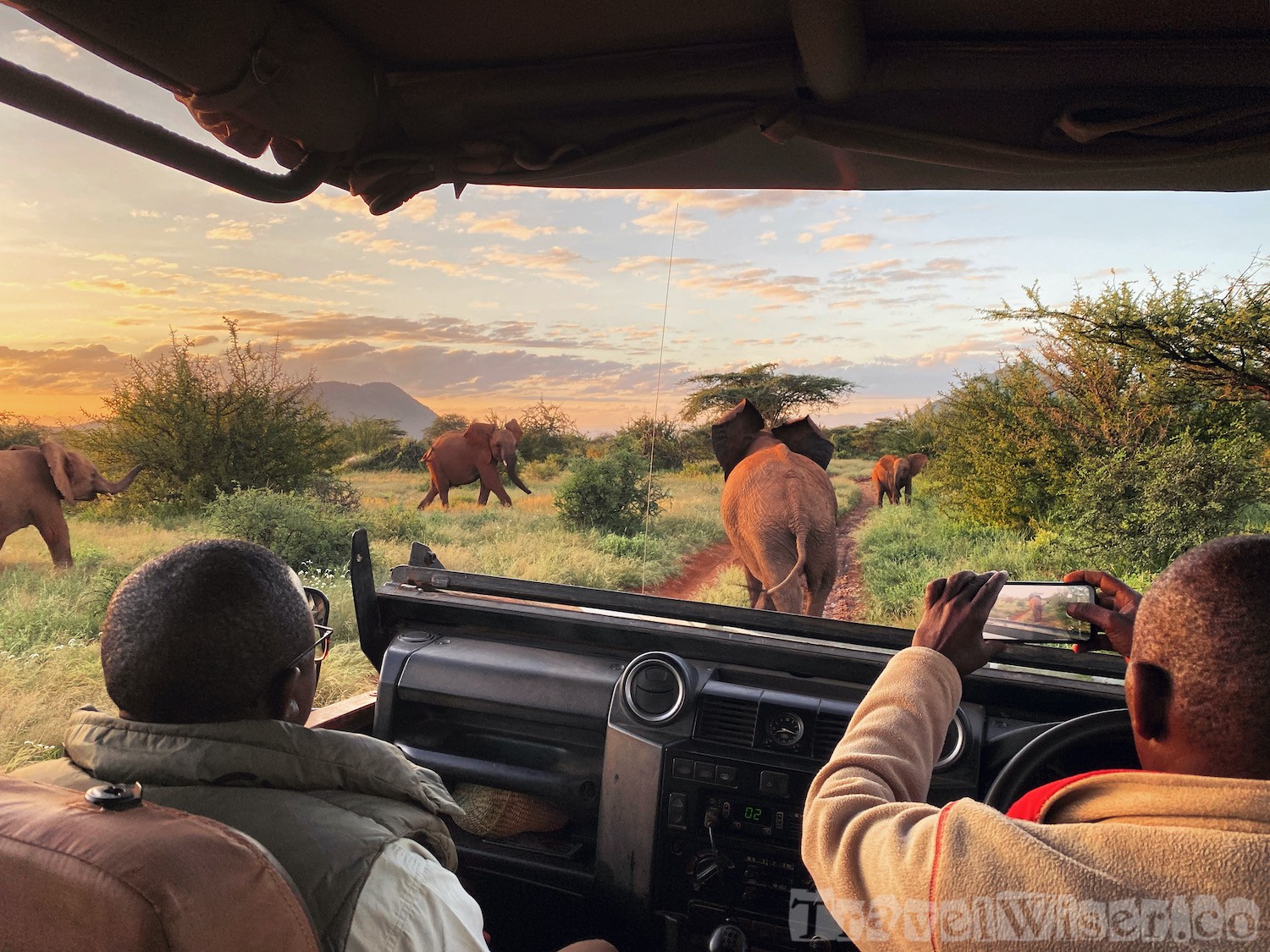 Elephants at sunrise on a game drive in Samburu National Reserve Kenya