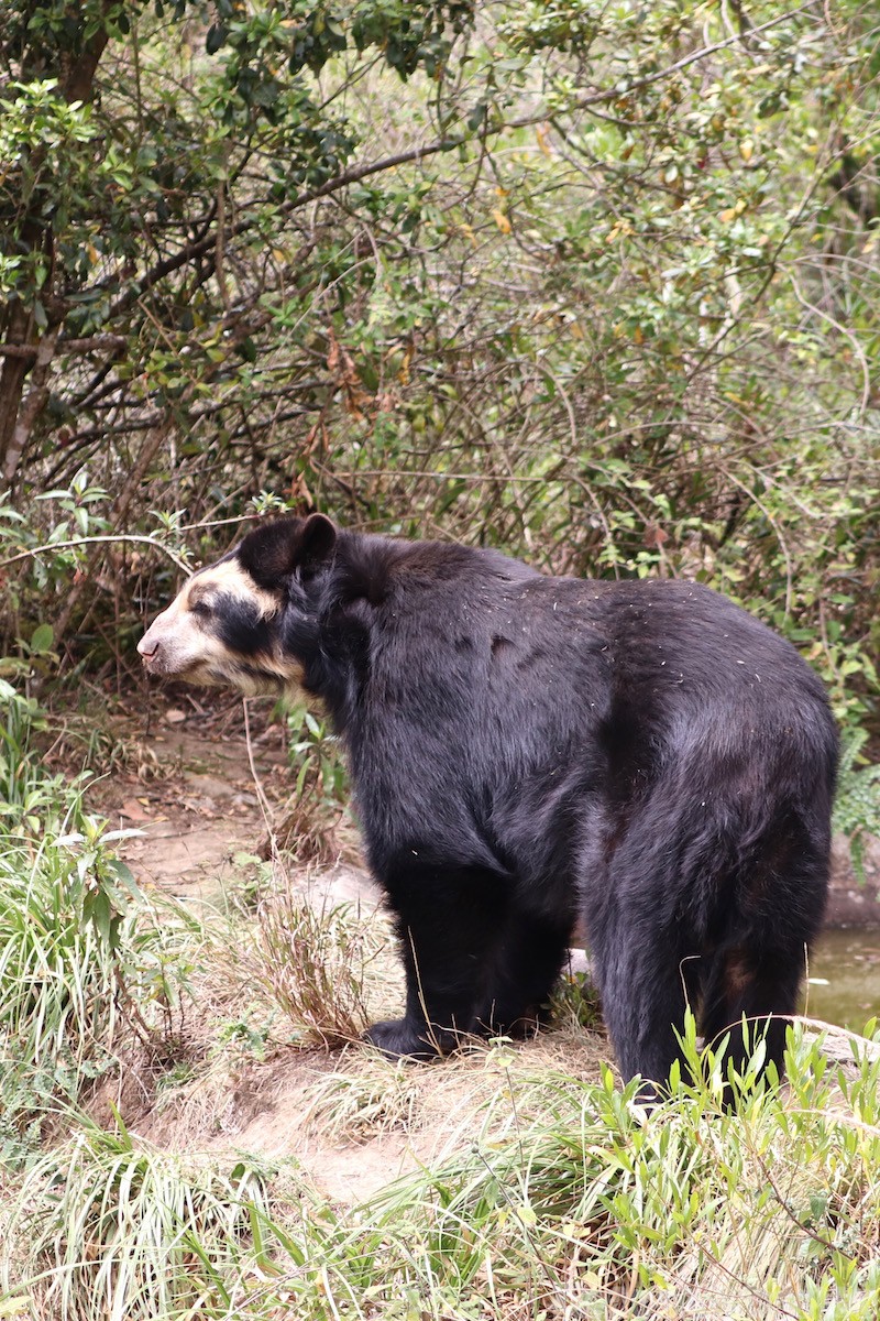 Andean bear at Bioparco Amaru Ecuador