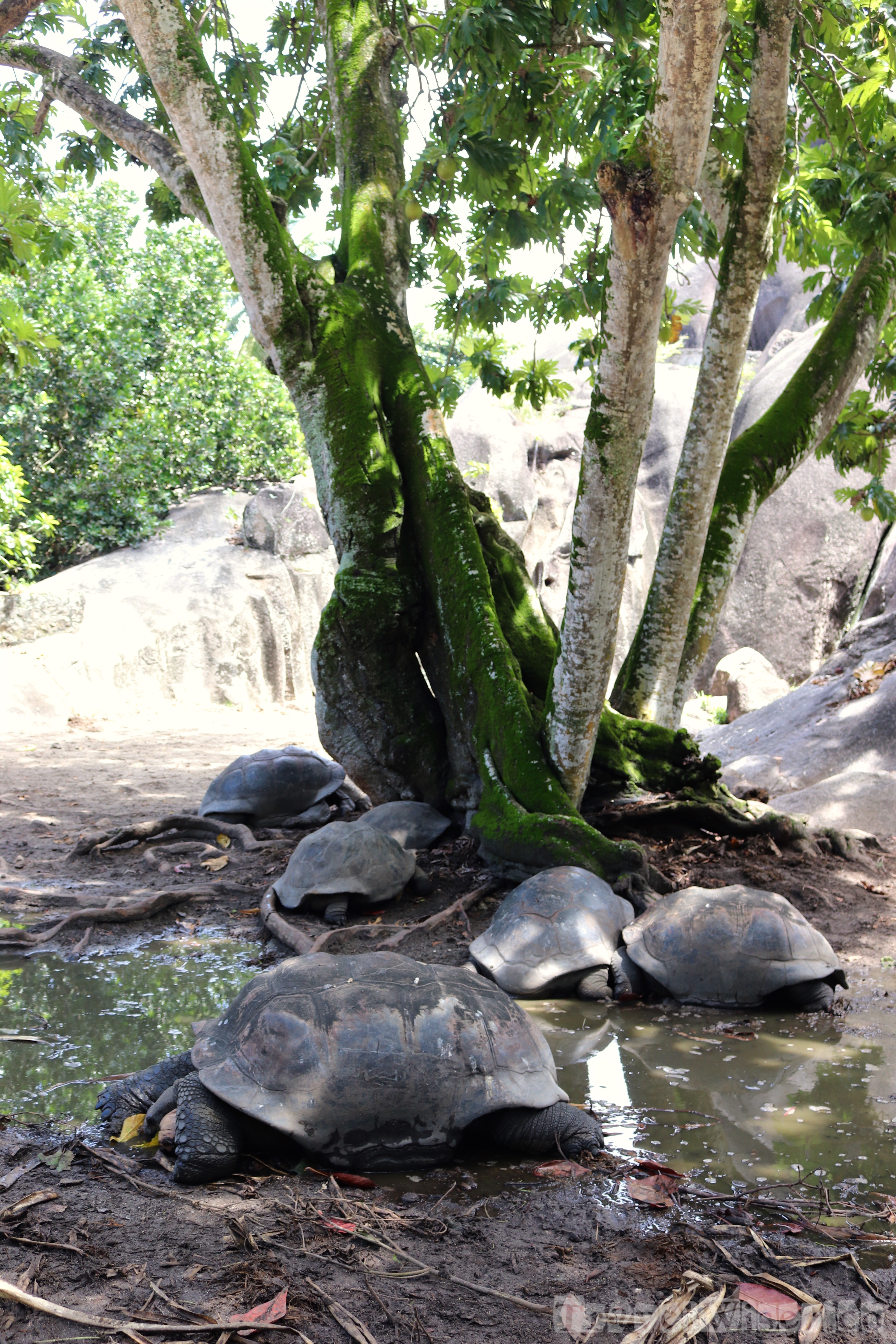 Giant totoise enclosure, L'Union Estate La Digue