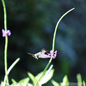 Tufted coquette hummingbird, Yerette Trinidad