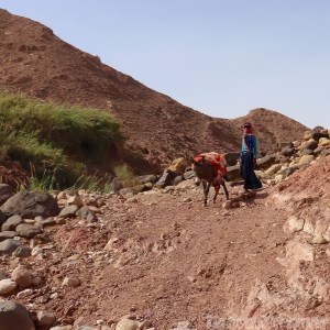 Bedouin girl and donkey, Jordan road trip