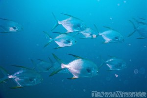 Diving in the Surin Islands