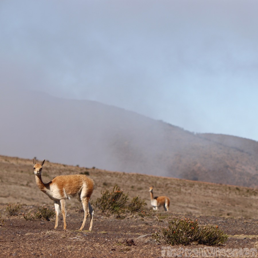 Vicuñas, Reserva de Produccion Faunistica Chimborazo Ecuador