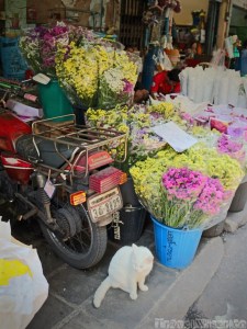 Cat and motorcycle at Pak Khlong Talat Bangkok flower market