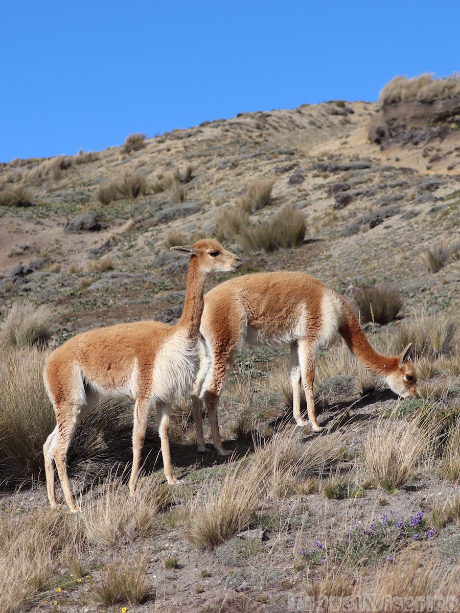 Vicuñas, Reserva de Produccion Faunistica Chimborazo Ecuador