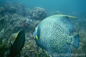 Tobago diving with ERIC