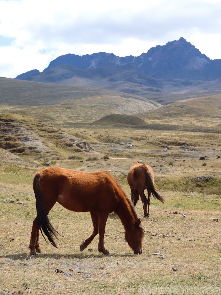 Wild horses in Cotopaxi National Park, Ecuador
