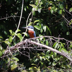 Kingfisher, Rupununi River Guyana