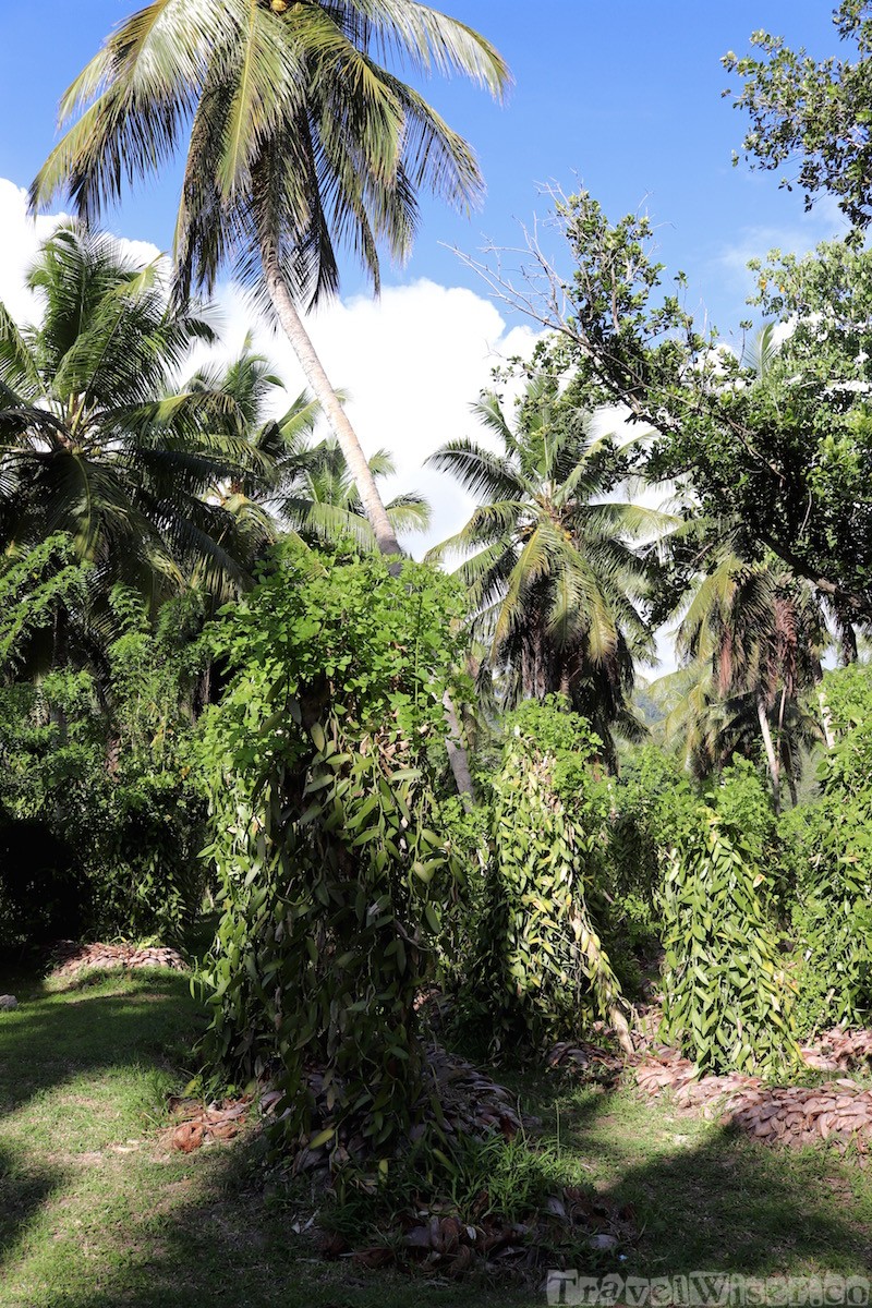 L'Union Estate Farm vanilla plantation, La Digue