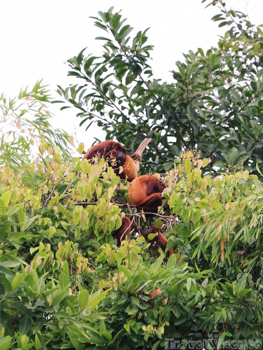 Red howler monkey family sleeping in a tree, Ecuador