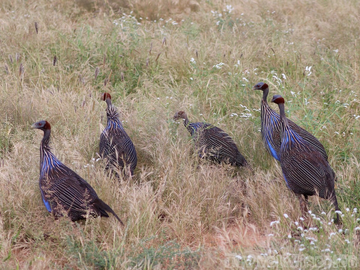 Vulturine guineafowls, Northern Kenya