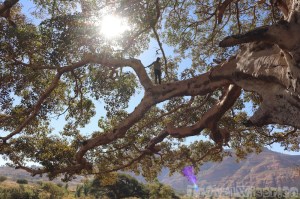 Man climbing a giant sycamore fig tree